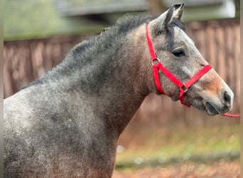 Plus de poneys/petits chevaux, Jument, 4 Ans, 142 cm, Aubère