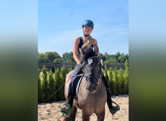 Plus de poneys/petits chevaux, Jument, 4 Ans, 143 cm, Buckskin