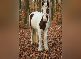 Plus de poneys/petits chevaux, Jument, 4 Ans, 143 cm, Pinto