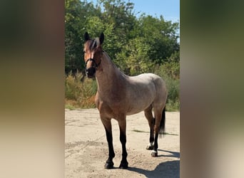 Plus de poneys/petits chevaux, Jument, 4 Ans, 147 cm, Rouan Rouge
