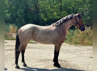 Plus de poneys/petits chevaux, Jument, 4 Ans, 147 cm, Rouan Rouge