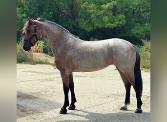 Plus de poneys/petits chevaux, Jument, 4 Ans, 147 cm, Rouan Rouge