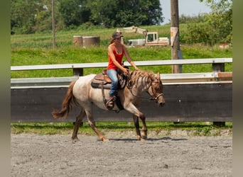 Plus de poneys/petits chevaux, Jument, 4 Ans, 150 cm, Rouan Rouge