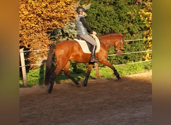 Plus de poneys/petits chevaux, Jument, 4 Ans, 152 cm, Bai