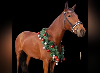 Plus de poneys/petits chevaux, Jument, 4 Ans, 152 cm, Bai