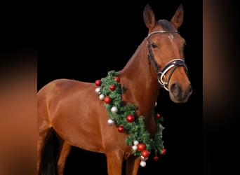 Plus de poneys/petits chevaux, Jument, 4 Ans, 152 cm, Bai