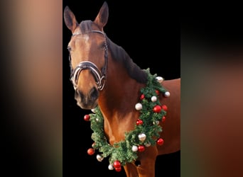 Plus de poneys/petits chevaux, Jument, 4 Ans, 152 cm, Bai