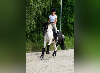 Plus de poneys/petits chevaux, Jument, 4 Ans, 153 cm, Pinto