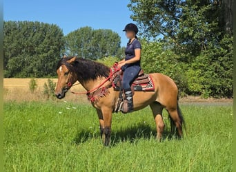Plus de poneys/petits chevaux, Jument, 4 Ans, 154 cm, Isabelle