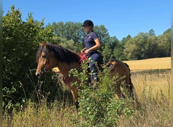 Plus de poneys/petits chevaux, Jument, 4 Ans, 154 cm, Isabelle