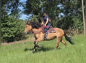 Plus de poneys/petits chevaux, Jument, 4 Ans, 154 cm, Isabelle