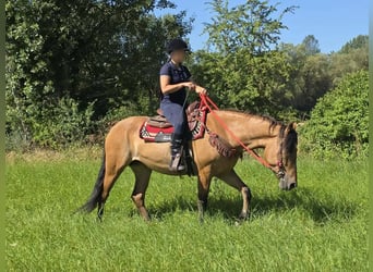 Plus de poneys/petits chevaux, Jument, 4 Ans, 154 cm, Isabelle
