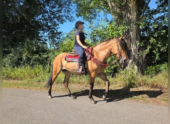 Plus de poneys/petits chevaux, Jument, 4 Ans, 154 cm, Isabelle