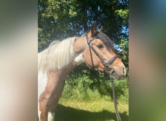 Plus de poneys/petits chevaux, Jument, 4 Ans, 156 cm, Pinto