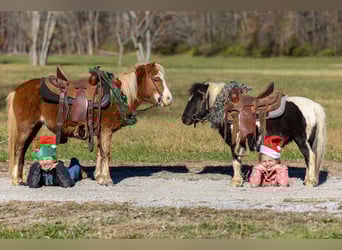 Plus de poneys/petits chevaux, Jument, 4 Ans, 99 cm, Alezan cuivré