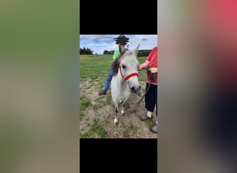 Plus de poneys/petits chevaux Croisé, Jument, 5 Ans, 105 cm, Gris pommelé