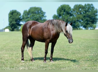 Plus de poneys/petits chevaux, Jument, 5 Ans, 112 cm