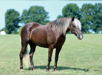 Plus de poneys/petits chevaux, Jument, 5 Ans, 112 cm