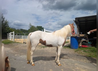 Plus de poneys/petits chevaux, Jument, 5 Ans, 120 cm, Pinto