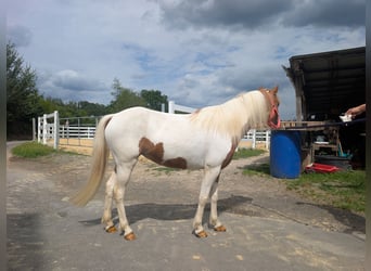 Plus de poneys/petits chevaux, Jument, 5 Ans, 120 cm, Pinto