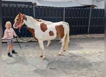 Plus de poneys/petits chevaux, Jument, 5 Ans, 120 cm, Pinto