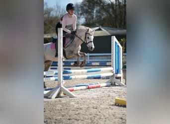 Plus de poneys/petits chevaux, Jument, 5 Ans, 122 cm, Gris