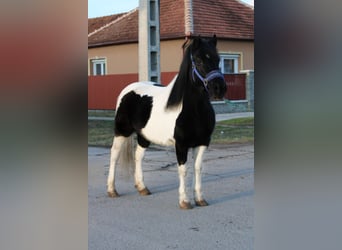 Plus de poneys/petits chevaux, Jument, 5 Ans, 123 cm, Pinto