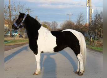 Plus de poneys/petits chevaux, Jument, 5 Ans, 123 cm, Pinto