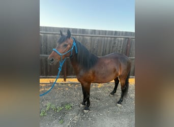 Plus de poneys/petits chevaux, Jument, 5 Ans, 132 cm, Bai cerise