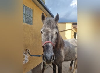Plus de poneys/petits chevaux Croisé, Jument, 5 Ans, 143 cm, Peut devenir gris