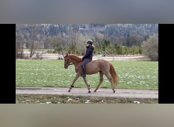 Plus de poneys/petits chevaux, Jument, 5 Ans, 144 cm, Alezan