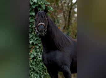 Plus de poneys/petits chevaux, Jument, 5 Ans, 144 cm, Noir