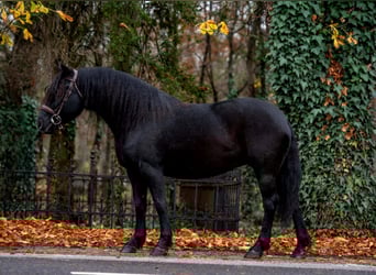Plus de poneys/petits chevaux, Jument, 5 Ans, 144 cm, Noir