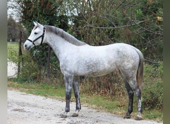 Plus de poneys/petits chevaux, Jument, 5 Ans, 145 cm, Gris
