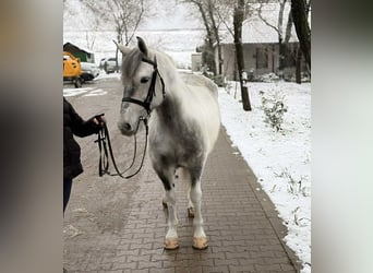 Plus de poneys/petits chevaux, Jument, 5 Ans, 145 cm, Pinto