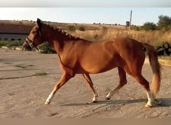 Plus de poneys/petits chevaux Croisé, Jument, 5 Ans, 146 cm, Alezan