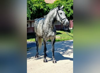 Plus de poneys/petits chevaux, Jument, 5 Ans, 147 cm, Gris pommelé