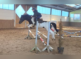 Plus de poneys/petits chevaux, Jument, 5 Ans, 147 cm, Pinto