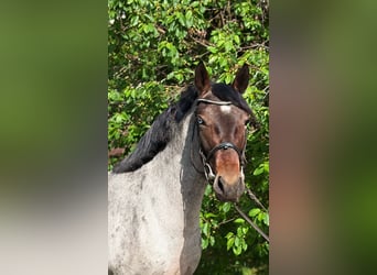Plus de poneys/petits chevaux, Jument, 5 Ans, 147 cm, Rouan Bleu