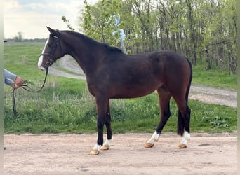 Plus de poneys/petits chevaux, Jument, 5 Ans, 148 cm, Bai