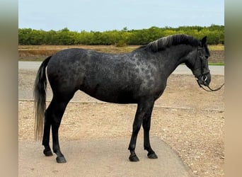 Plus de poneys/petits chevaux, Jument, 5 Ans, 148 cm, Gris pommelé Plus de poneys/petits chevaux, Jument, 5 Ans, 148 cm, Gris pommelé