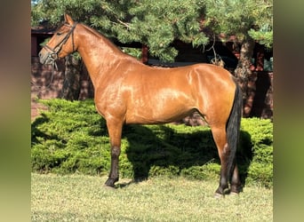 Plus de poneys/petits chevaux, Jument, 5 Ans, 150 cm, Alezan