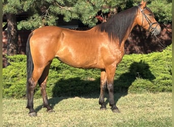 Plus de poneys/petits chevaux, Jument, 5 Ans, 150 cm, Alezan