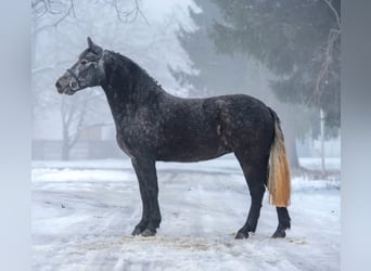 Plus de poneys/petits chevaux, Jument, 5 Ans, 150 cm, Gris