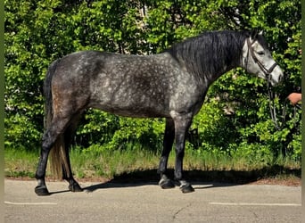 Plus de poneys/petits chevaux, Jument, 5 Ans, 150 cm, Gris pommelé