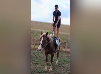 Plus de poneys/petits chevaux Croisé, Jument, 5 Ans, 151 cm, Alezan brûlé