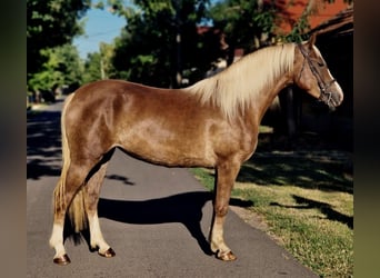 Plus de poneys/petits chevaux Croisé, Jument, 5 Ans, 151 cm, Alezan brûlé