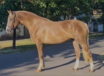 Plus de poneys/petits chevaux Croisé, Jument, 5 Ans, 151 cm, Alezan brûlé