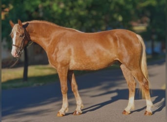 Plus de poneys/petits chevaux Croisé, Jument, 5 Ans, 151 cm, Alezan brûlé