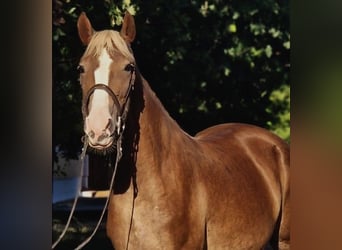 Plus de poneys/petits chevaux Croisé, Jument, 5 Ans, 151 cm, Alezan brûlé